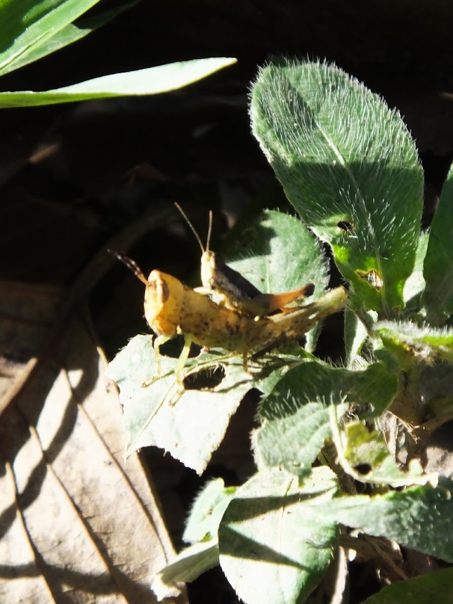 mating grasshoppers