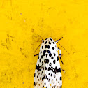 Giant Leopard Moth - Hodges#8146