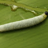 Banana Skipper caterpillar