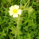 Sulphur Cinquefoil