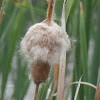 Common Cattail