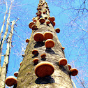 Birch Polypore Mushrooms