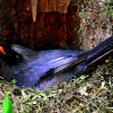 Black-Faced Solitaire