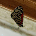 88 Butterfly