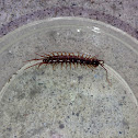 Garden Centipede