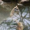 Tartaruga-aligátor-comum