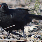 White-winged chough
