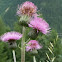 Cirsium