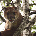 Mountain Lion