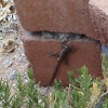 Collared Lizzard