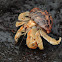 Galapagos hermit crab