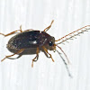 Toe-winged beetle (male)