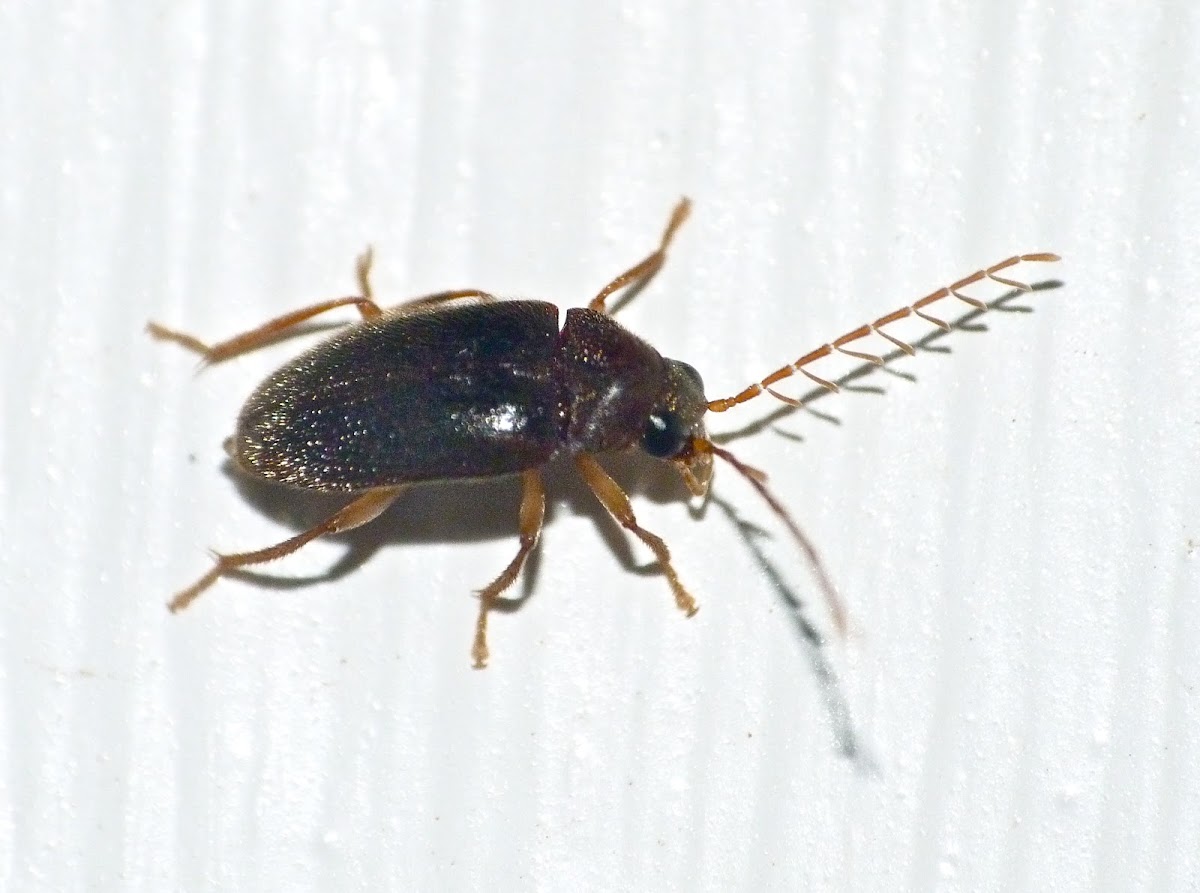 Toe-winged beetle (male)