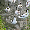 Pied Avocet