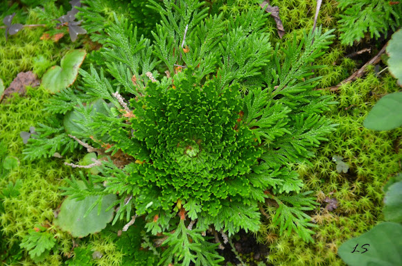 Resurrection plant  Project Noah
