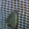 Rotund Idia Moth