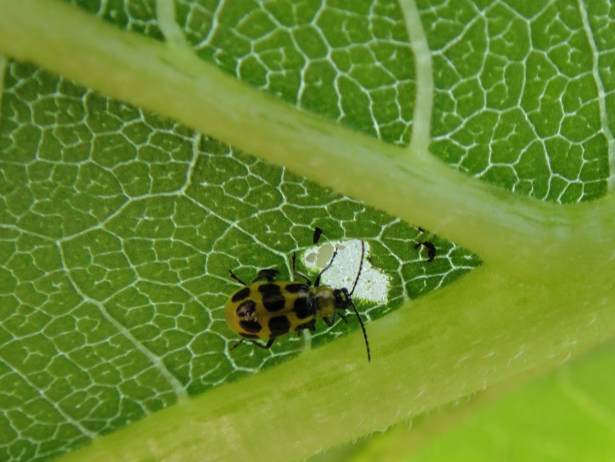 Spotted Cucumber beetle