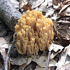 Coral Fungis