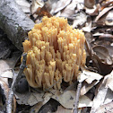 Coral Fungis