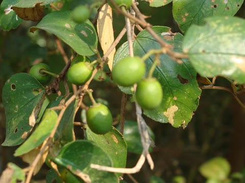 daun bidara dalam tamil