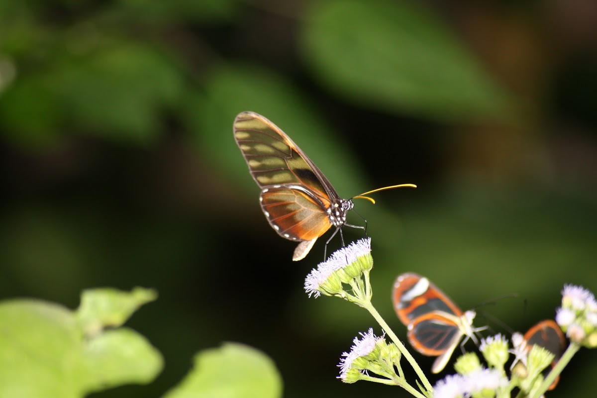 Olyras Clearwing