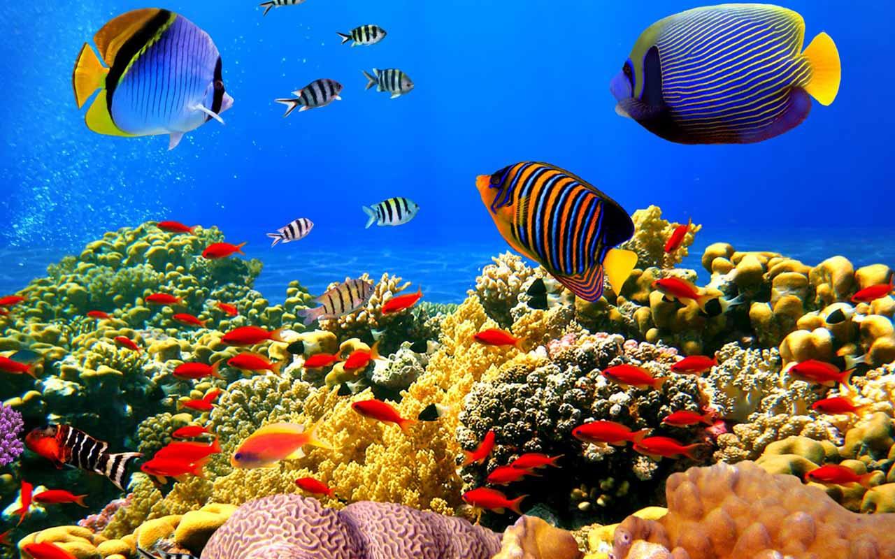 Aquarium HD Wallpaper Apl Android Di Google Play