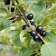 shrub with dark-colored berries