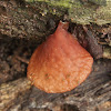 Auricularia delicata