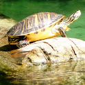 Turtles Jigsaw Puzzle logo