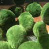 Japanese Marimo Moss Balls