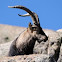 Gredos Ibex or Western Spanish Ibex