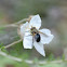 Tachinid Fly