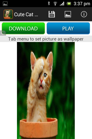 【免費娛樂App】Cute Cat Wallpaper HD-APP點子