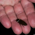 Elateridae, Click Beetles