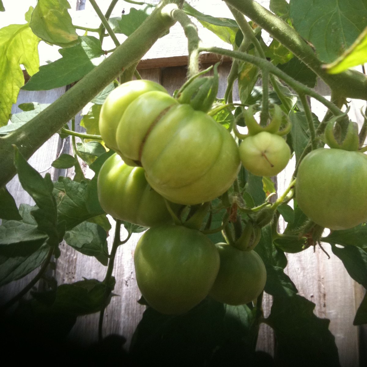Better Boy tomatoes Project Noah