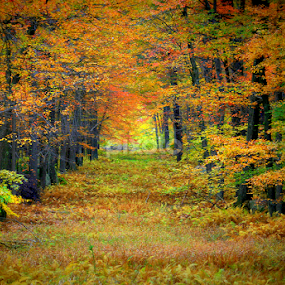 Fall Road by Isaac Golding - Landscapes Mountains & Hills