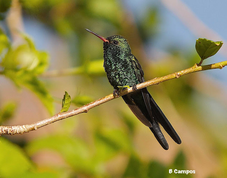A lovely emerald-colored bird on Cozumel.