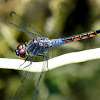 Yellow-tailed Ashy Skimmer (male)