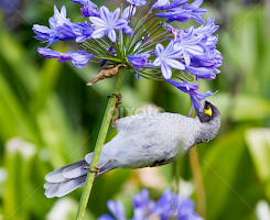 Noisey Miner Honeyeater by Jeff Soutar -  
