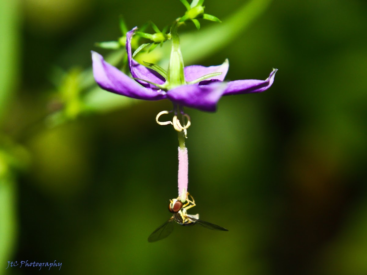 Hoverfly (on wildflower)