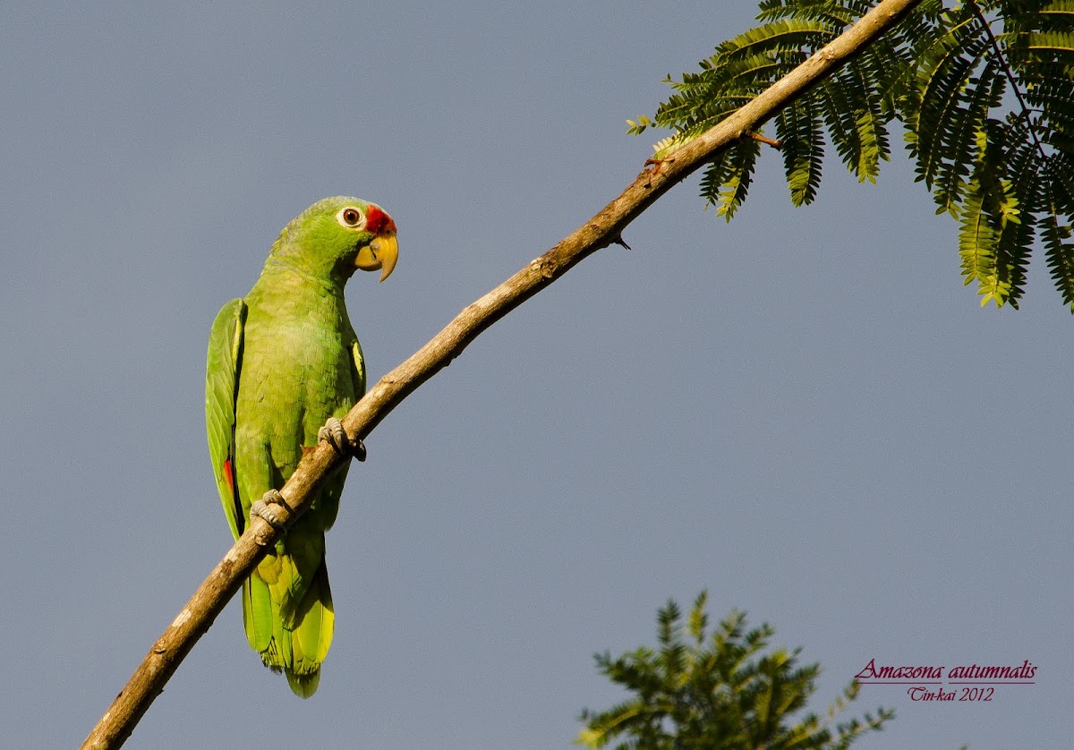 Red lored parrot