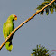 Red lored parrot