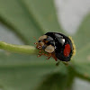 Multicolour Asian Lady Beetle