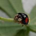 Multicolour Asian Lady Beetle