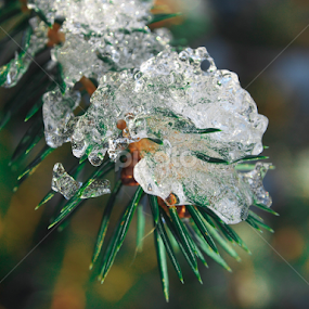 Ice on trees by Ólafur Ingi Ólafsson - Nature Up Close Leaves & Grasses