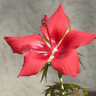 Red star hibiscus