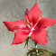 Red star hibiscus