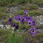 Texas Bluebells