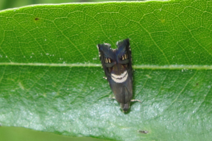 Cheshire Cat Moth