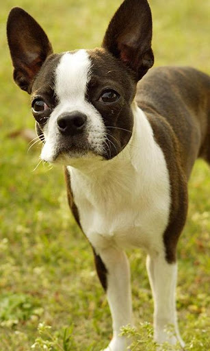Boston Terriers Jigsaw Puzzle